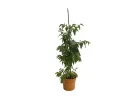 BIO Jujuba  (Ziziphus jujuba) DONGZAO - Tutifruti, s.r.o.