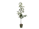 BIO Kaki (Diospyros kaki) FUYU - Tutifruti SK