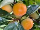 BIO Kaki (Diospyros kaki) FUYU - Tutifruti SK