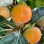 Hurmi Kaki: Comparison of 'Fuyu' vs. 'Rojo Brillante' varieties – Which one to choose?