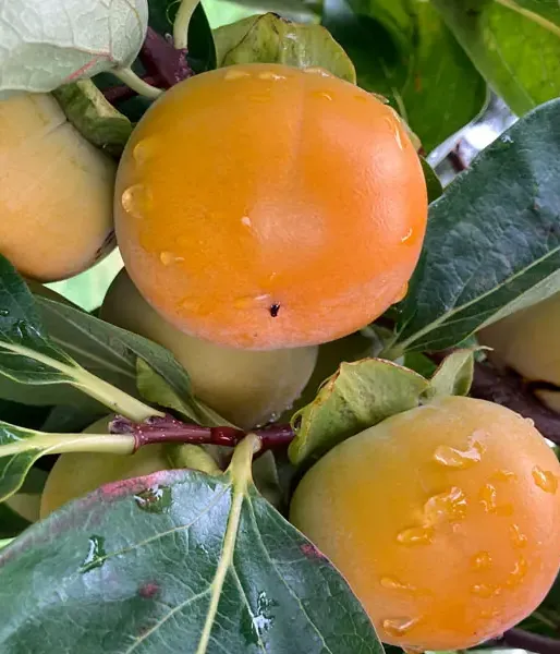 BIO Persimmon (Diospyros kaki) FUYU