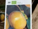BIO Kaki (Diospyros kaki) FUYU - Tutifruti SK