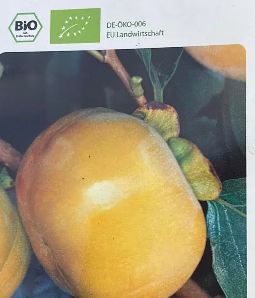 BIO Persimmon (Diospyros kaki) FUYU