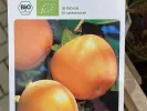BIO Kaki (Diospyros kaki) ROJO BRILLANTE - Tutifruti SK