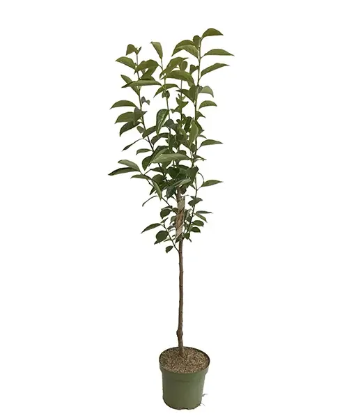 BIO Kaki (Diospyros kaki) ROJO BRILLANTE - Tutifruti SK