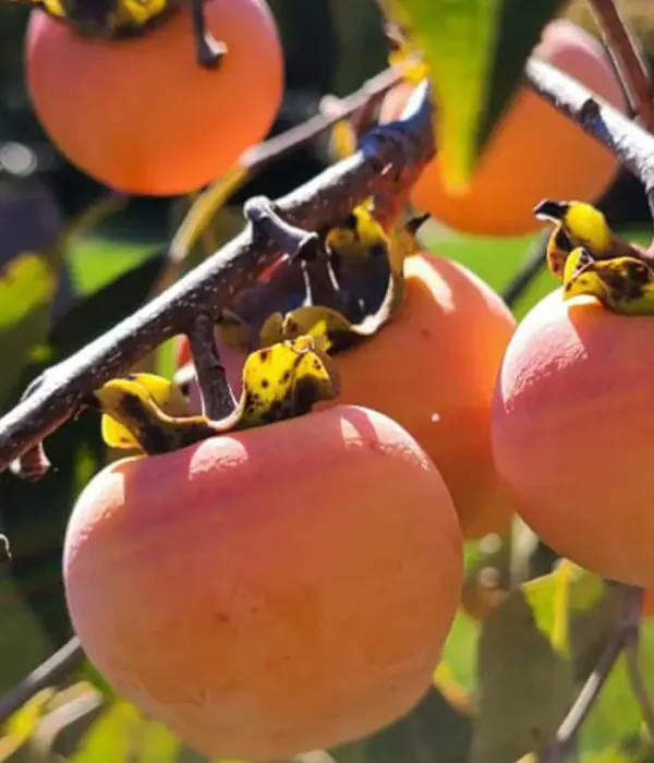 Persimmon (Diospyros kaki) SHINSHU
