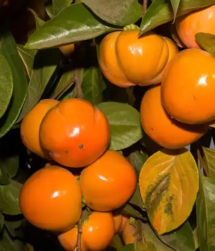 Persimmon (Diospyros kaki) KODAGOSHO - Tutifruti, s.r.o.
