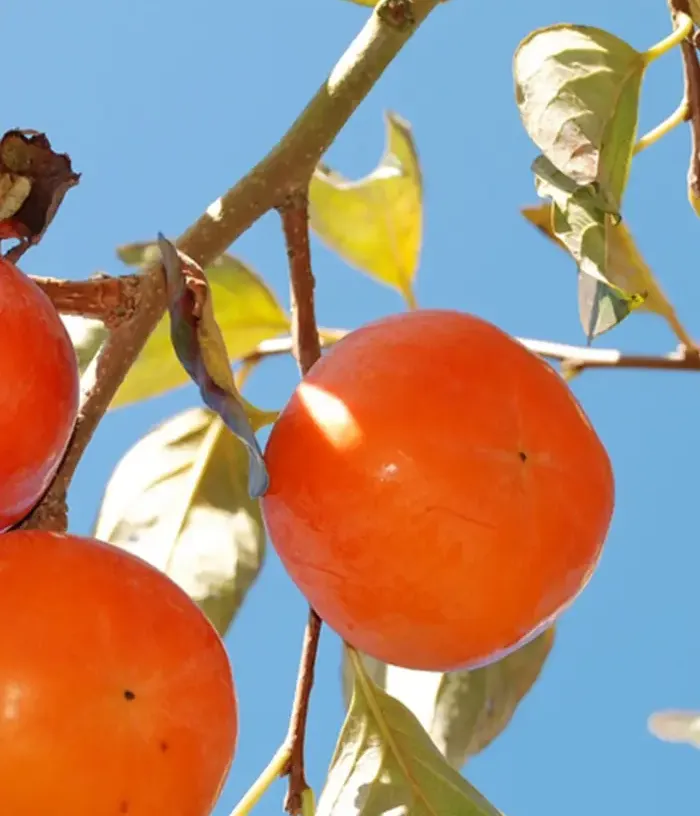 Persimmon (Diospyros kaki) TOMATERO - Tutifruti, s.r.o.