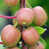 Kiwi (Actinidia arguta) DOMINO