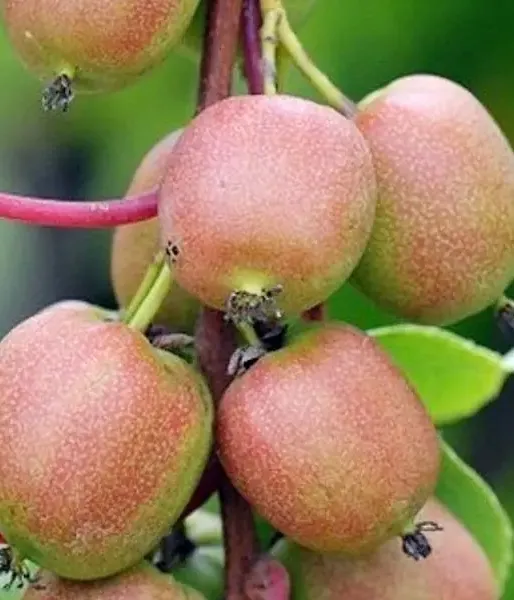 Kiwi (Actinidia arguta) DOMINO