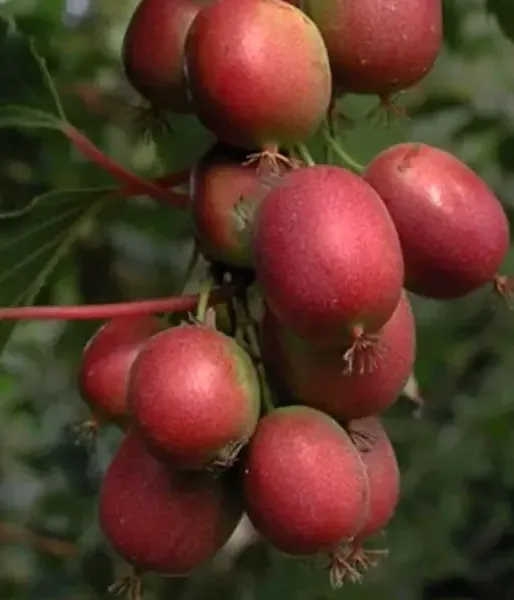 Kiwi (Actinidia arguta) KEN S RED
