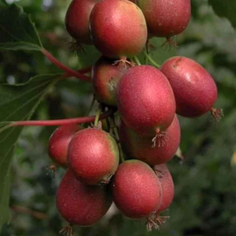 Kiwi (Actinidia arguta) KEN S RED