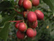 Kiwi (Actinidia arguta) KEN S RED