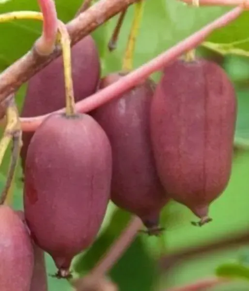 Kiwi (Actinidia arguta) PURPURNAJA SADOVAJA