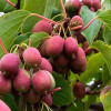 Kiwi (Actinidia arguta) ANANASNAJA