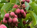 Kiwi (Actinidia arguta) ANANASNAJA - Tutifruti SK