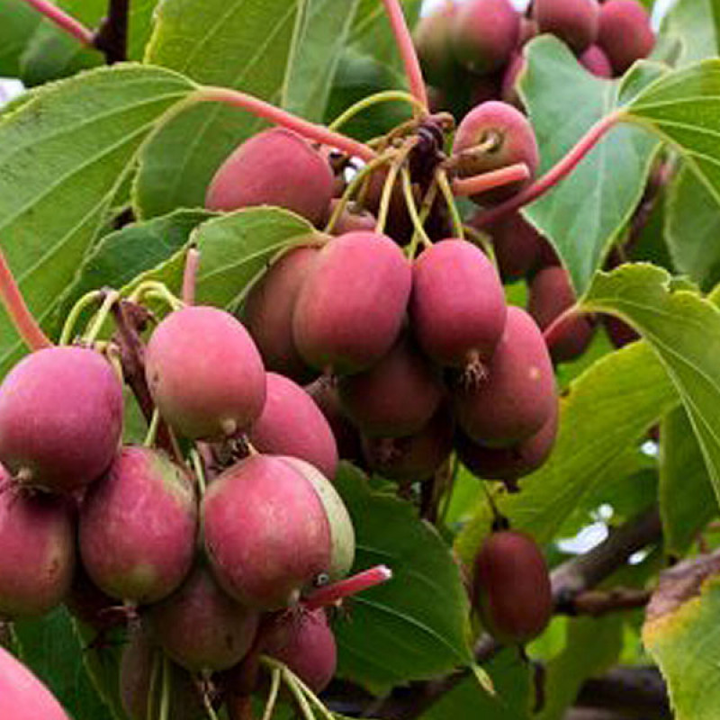 Kiwi (Actinidia arguta) ANANASNAJA