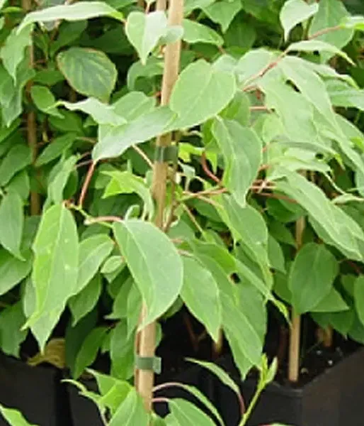 Kiwi Pollinator Actinidia arguta WEIKI M - Tutifruti SK