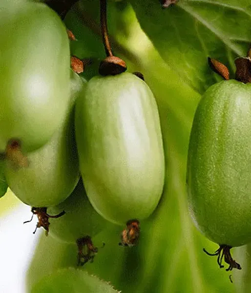 Kiwi (Actinidia kolomikta ) DR. SZYMANOWSKI