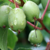 Kiwi (Actinidia arguta) ISSAI