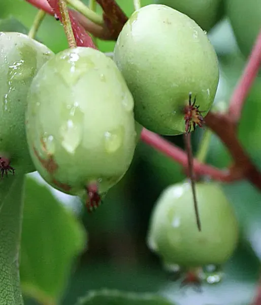 Kiwi (Actinidia arguta) ISSAI