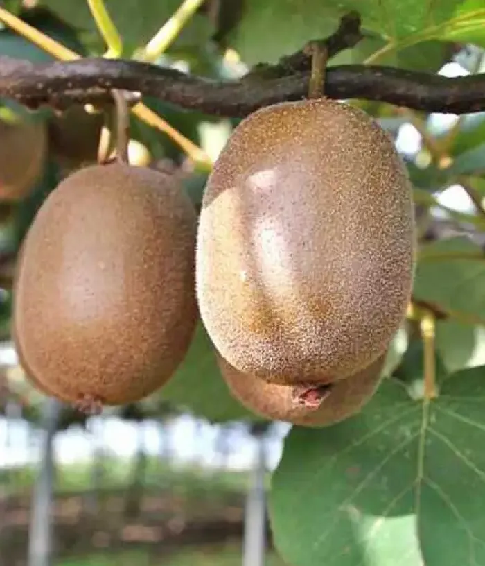 Kiwi (actinidia deliciosa) TUSCIA®