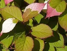 Kiwi Befruchter Actinidia kolomikta ADAM - Tutifruti SK