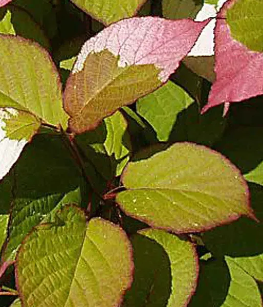 Kiwi Befruchter Actinidia kolomikta ADAM