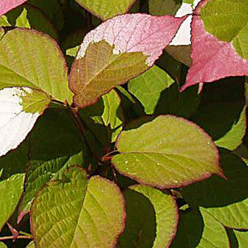 Kiwi Befruchter Actinidia kolomikta ADAM