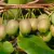 Actinidia arguta