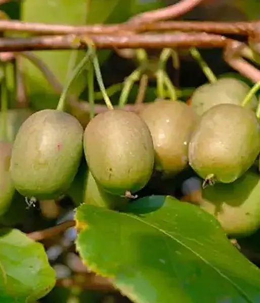 Kiwi (Actinidia arguta) LUCY