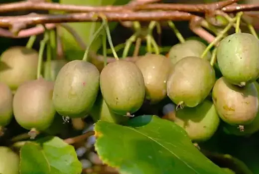 Mini-Kiwis für Ihren Garten: Anbau und Top-Sorten