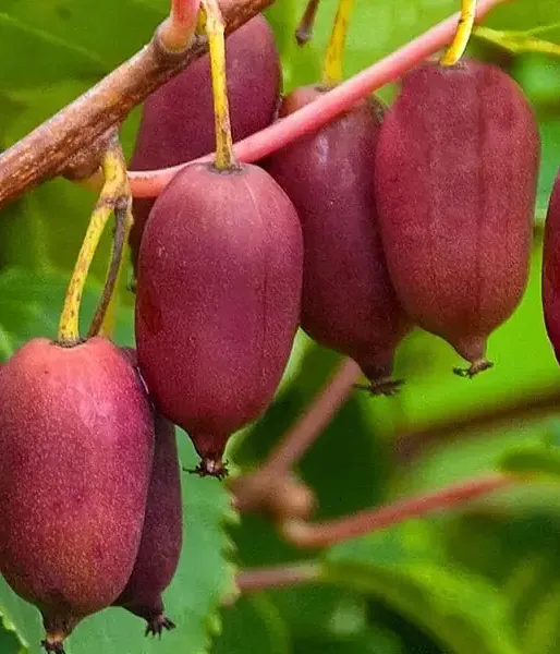 Kiwi (Actinidia arguta) SCARLET SEPTEMBER / MIRZAN