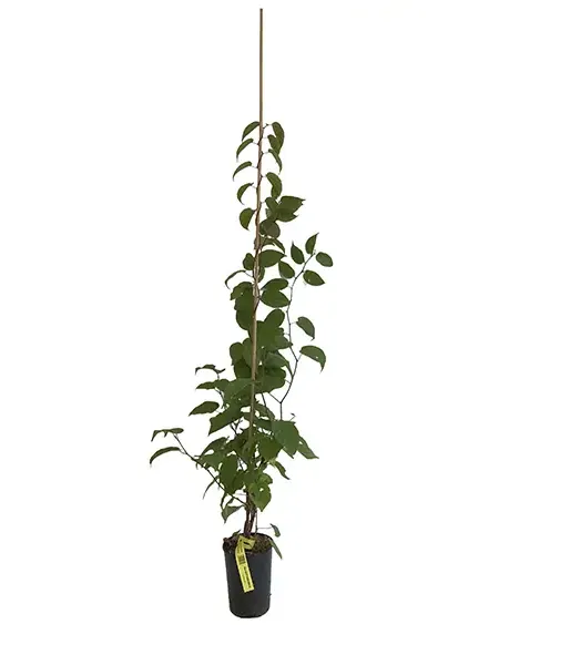 Kiwi (Actinidia kolomikta ) SENTYABRASKAYA