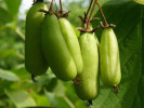 Kiwi (Actinidia kolomikta ) VITAKOLA - Tutifruti SK