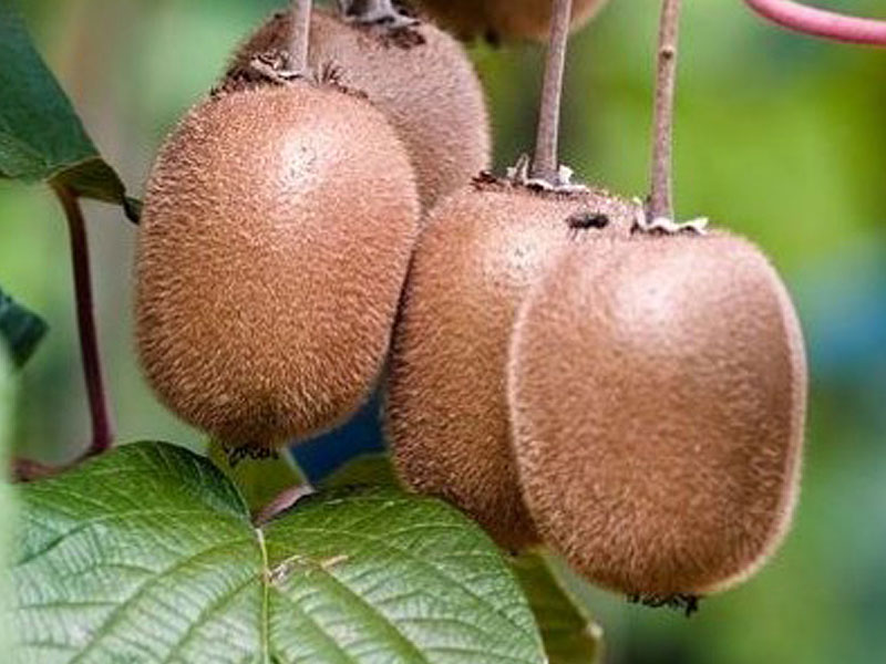 Kiwi (Actinidia hybrid) ZAKARPACIE - Tutifruti SK