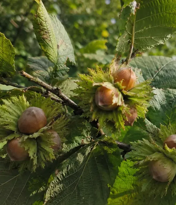 BIO Haselnuss (Corylus avellana) TONDA GENTILE DELLE LANGHE