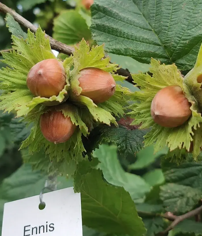 BIO Lieska obyčajná (Corylus avellana) ENNIS - Tutifruti, s.r.o.