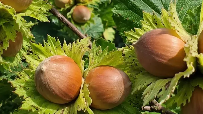 Haselnuss-Antioxidantien im Vergleich zu Walnüssen und Mandeln