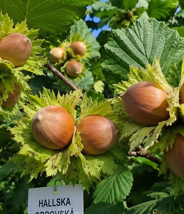 BIO Haselnuss (Corylus avellana) HALLE'SCHE RIESEN - Tutifruti, s.r.o.