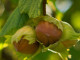 BIO Haselnuss (Corylus avellana)