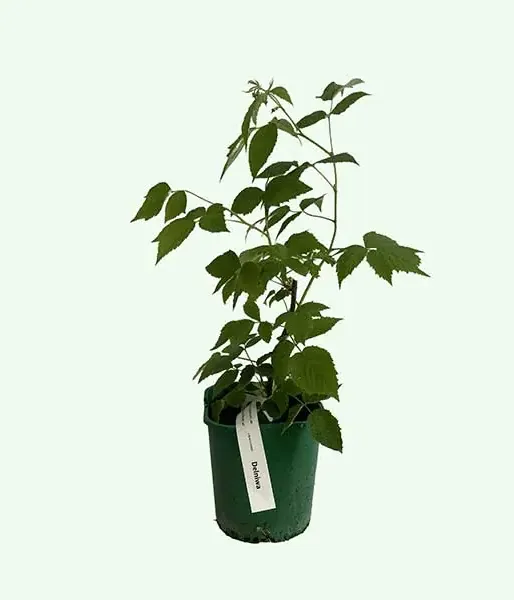 Raspberry (Rubus idaeus) Delniwa