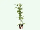 Himbeere (Rubus idaeus) POLANA - Tutifruti SK