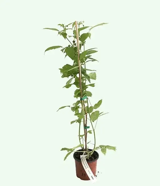 Himbeere (Rubus idaeus) POLANA