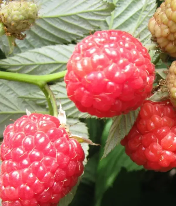 Himbeere (Rubus idaeus) SHAKHRAZADA