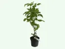 Himbeere (Rubus idaeus) HUSARIA - Tutifruti SK