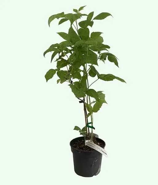 Raspberry (Rubus idaeus) HUSARIA
