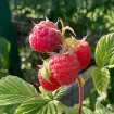 Himbeeren