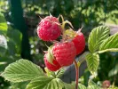 BIO Malina (Rubus idaeus) AROMA QUEEN - Tutifruti, s.r.o.