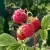 Raspberries